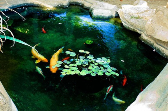 Fawcett House, Exclusive Farmhouse with Japanese Features - Koi Pond