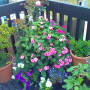 Garden Decks in House Garden Design: Beautiful Flower Cornar Gardens Decks Top Floor Gardening